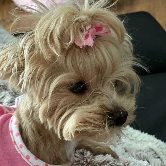 MY FAMILY - Picture 4 of 17